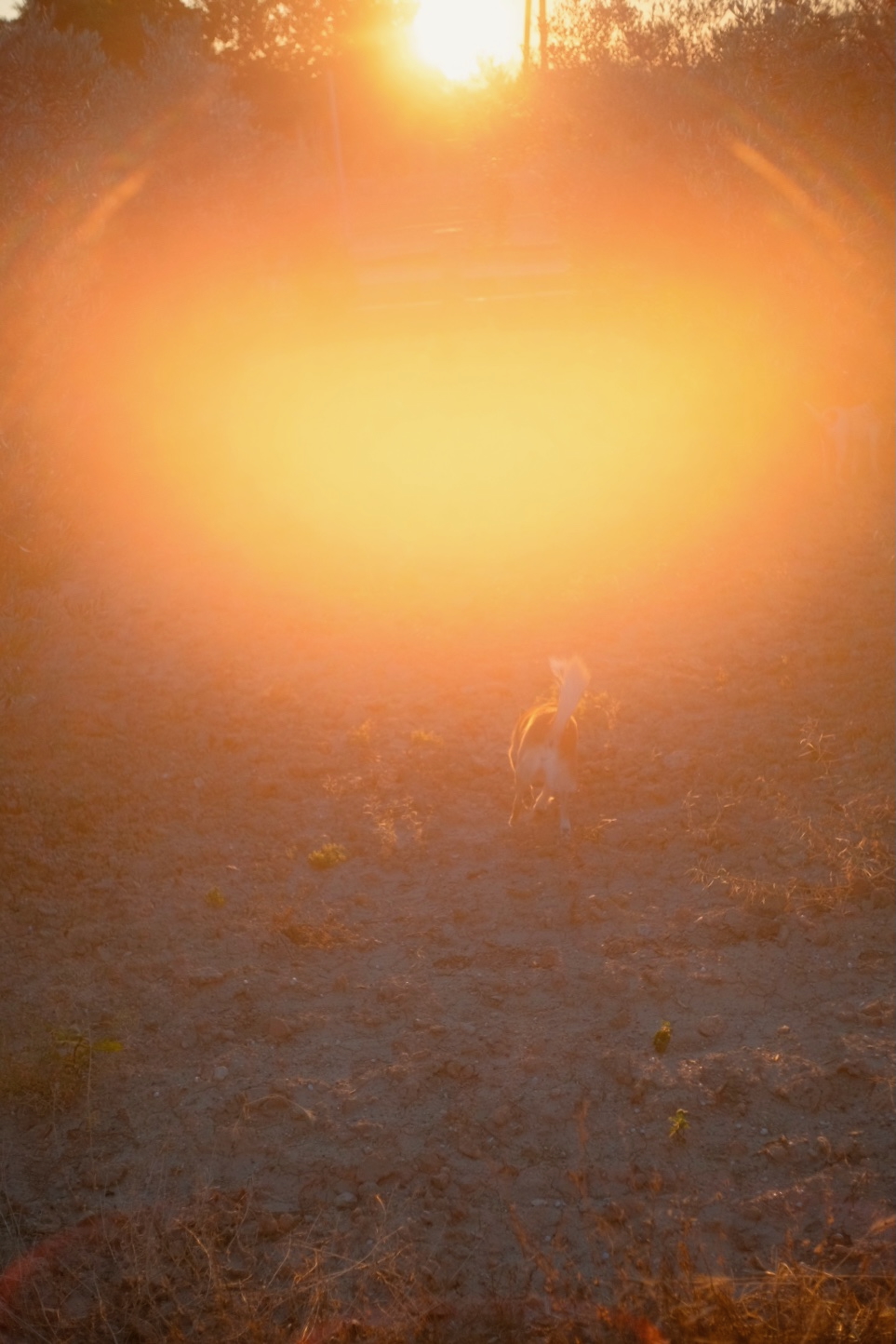 Perrita hacia el sol
